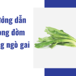 HƯỚNG DẪN LONG ĐỜM BẰNG NGÒ GAI
